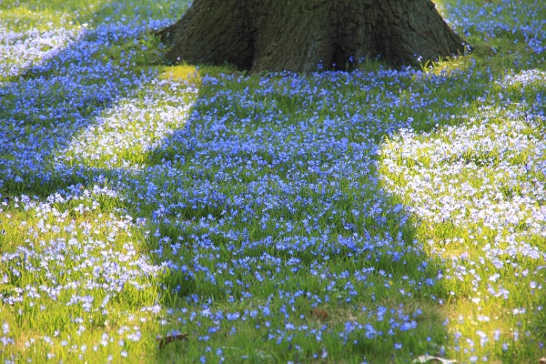 Fruehling   056.jpg